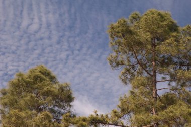 Kanarya Adası, Integral Doğal Rezervi 'nde Pinus kanaryası..