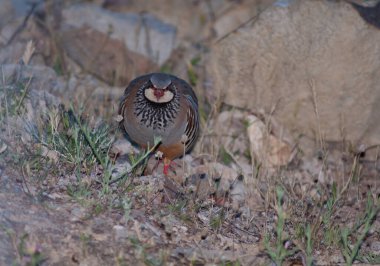 Kırmızı bacaklı keklik Alectoris Rufa, Cruz de Pajonales.
