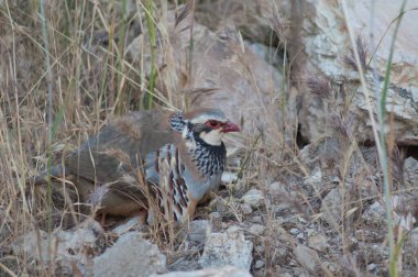 Kırmızı bacaklı keklik Alectoris rufa tüylerinin altına saklanmış yavrularıyla.