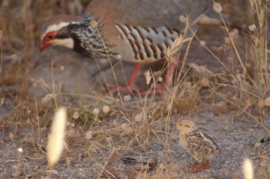 Kırmızı bacaklı keklik Alectoris Rufa 'lı piliç ve dişi..