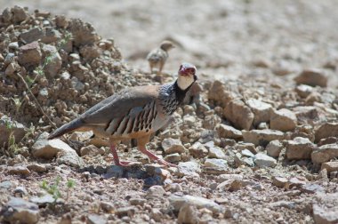 Female red-legged partridges Alectoris rufa and chick in the background. clipart