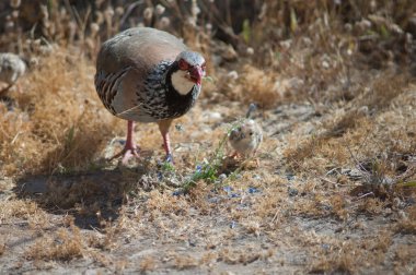 Kırmızı bacaklı keklik bitki yiyor Echium plantagineum ve civciv.