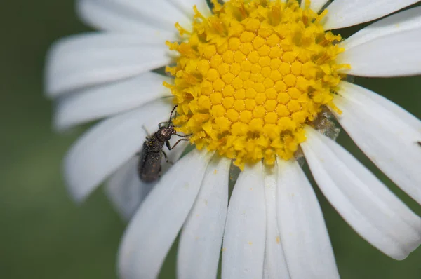 Beetle feeding on a marguerite Argyranthemum adauctum canariense. — Stock Photo, Image