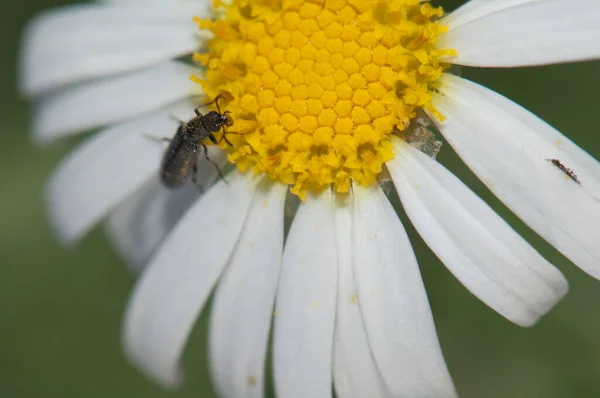 Maggiolino che si nutre di una marguerite Argyranthemum adauctum canariense. — Foto Stock