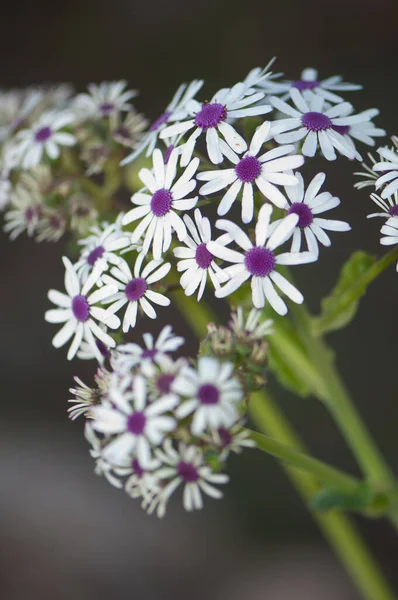 野生植物Pericallis webbii的花. — 图库照片