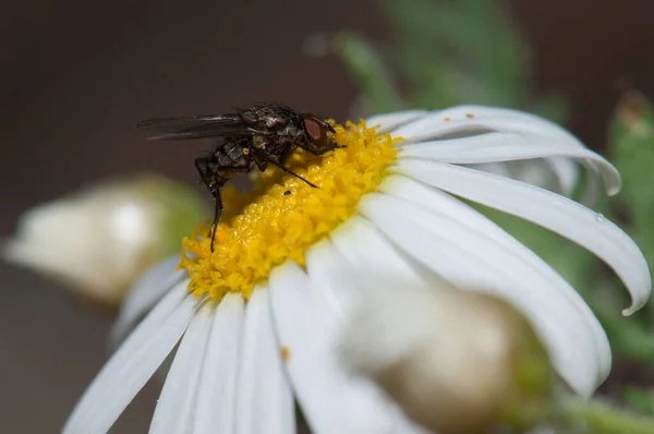 Подача мухи на маргариті Argyranthemum Adauctum canariense . — стокове фото