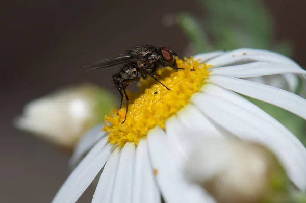 Подача мухи на маргариті Argyranthemum Adauctum canariense . — стокове фото