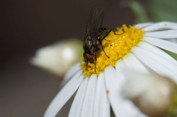 Voar alimentando-se de uma margarida Argyranthemum adauctum canariense. — Fotografia de Stock