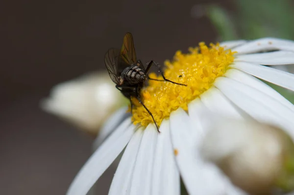 Voar alimentando-se de uma margarida Argyranthemum adauctum canariense. — Fotografia de Stock