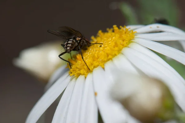 Подача мухи на маргариті Argyranthemum Adauctum canariense . — стокове фото
