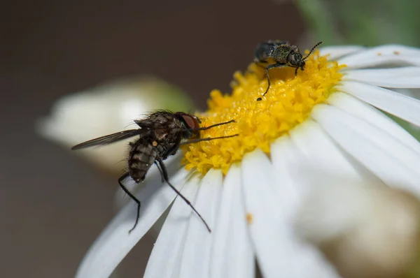 Mosca e besouro alimentando-se de uma margarida Argyranthemum adauctum canariense. — Fotografia de Stock