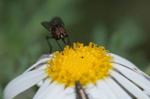 Подача мухи на маргариті Argyranthemum Adauctum canariense . — стокове фото