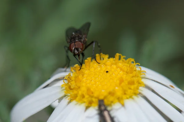 Подача мухи на маргариті Argyranthemum Adauctum canariense . — стокове фото