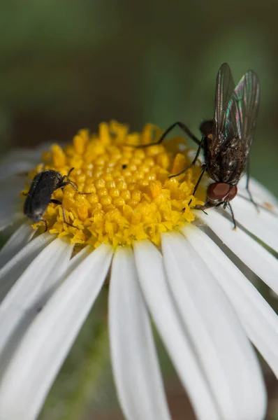 Vola e scarafaggio che si nutrono di una marguerite Argyranthemum adauctum canariense. — Foto Stock