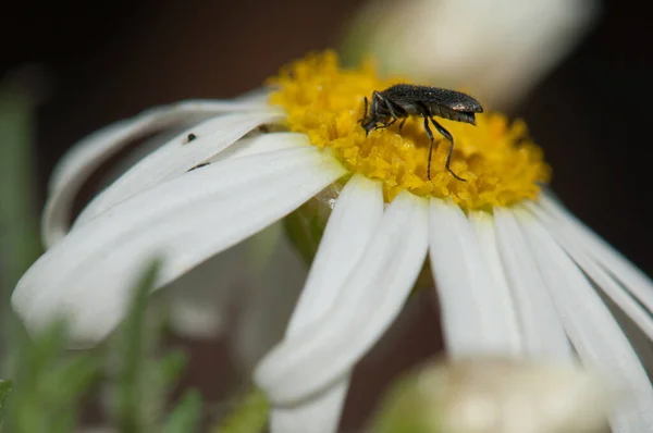 Beetle feeding on a marguerite Argyranthemum adauctum canariense. — Stock Photo, Image