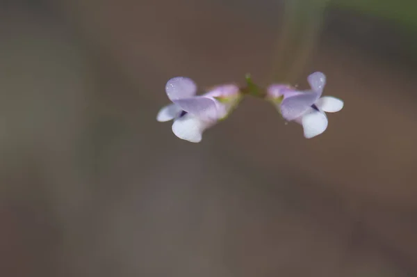 Blumen, Pajonales, Integrales Naturreservat von Inagua. — Stockfoto