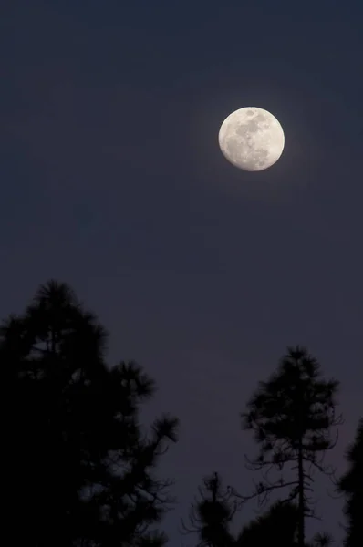 Lua cheia sobre uma floresta de Pinus canariensis. — Fotografia de Stock