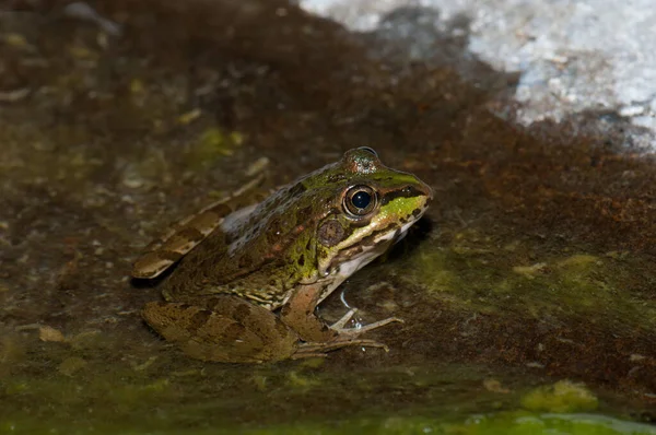 Перепели жаба Пелофілакс Перепелиця в ставку . — стокове фото