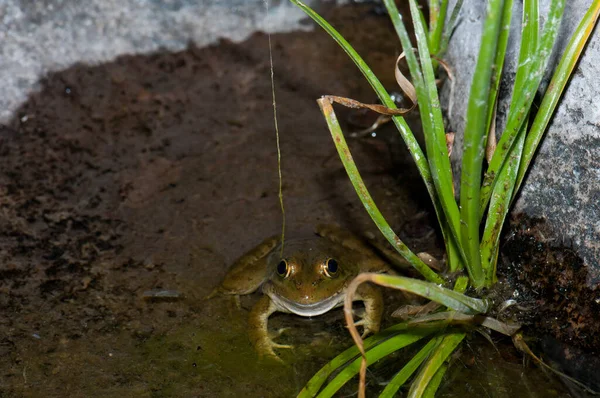 Перепели жаба Пелофілакс Перепелиця в ставку . — стокове фото