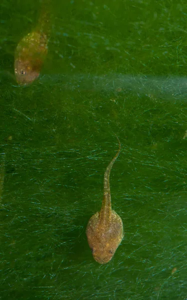 Tadpoles of Perezs frog Pelophylax perezi in a pond. — 스톡 사진