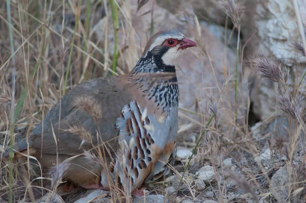 赤い足のpartridge alectoris rufaとともに彼らの雛隠された下ザ · 急落. — ストック写真