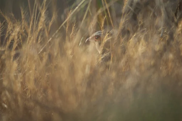 Red-legged partridge Alectoris rufa hidden in the vegetation. — Stock Photo, Image