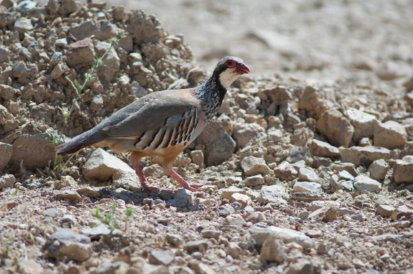 Červenonohý koroptve Alectoris rufa volá na jejich mláďata. — Stock fotografie