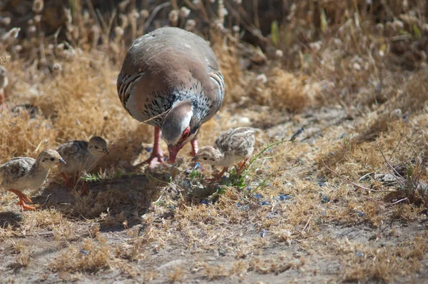 Hembra y pollitos de perdices de patas rojas Alectoris rufa en busca de alimento. — Foto de Stock