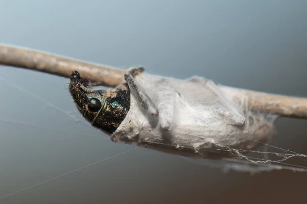 Weevil uvězněný v pavoučím hedvábí, Cruz de Pajonales. — Stock fotografie