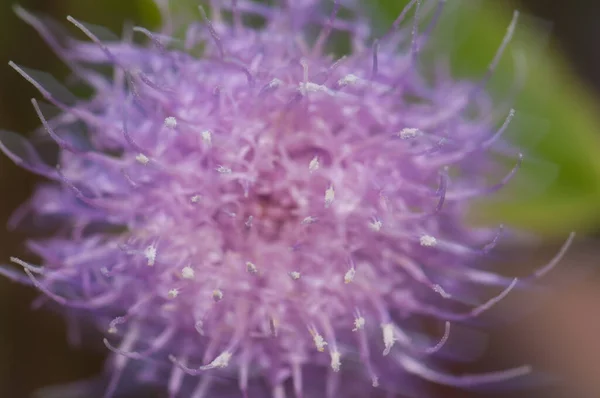 赤霉属植物的花。被风吹动. — 图库照片