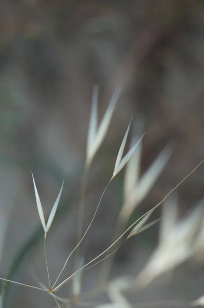 Slender wild oat Avena barbata, El Juncal ravine. — 스톡 사진