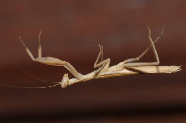 İpek iplik üzerinde Avrupa peygamber devesi dini.