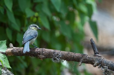 Juvenile African blue tit Cyanistes teneriffae hedwigii.