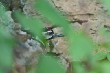 Büyük benekli ağaçkakan Dendrocopos Büyük Thanneri içme suyu.