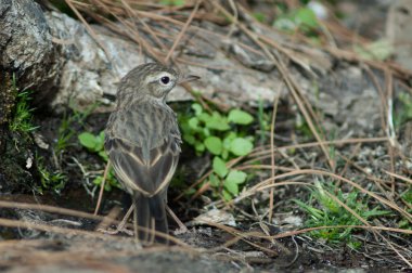 Berthelots çukur Anthus berthelotii, Las Brujas dağı.