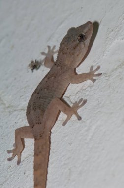 Boettgers Duvarı Gecko Tarentola Boettgeri Duvarda.