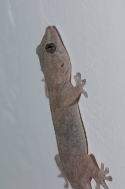Boettgers Duvarı Gecko Tarentola Boettgeri Duvarda.
