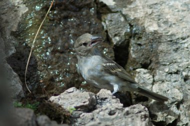 Gran Canaria mavi papatya çayı Fringilla polatzeki içme suyu.