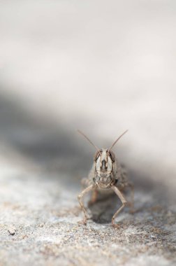 Kanarya Çekirgesi Calliptamus Plebeius 'un ön görüntüsü.