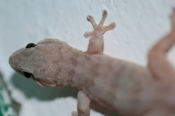 Boettgers wall gecko Tarentola boettgeri, Cruz de Pajonales.. —  Fotos de Stock