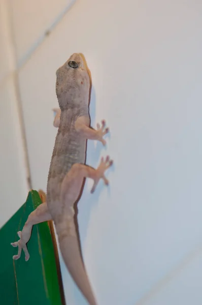 Boettgers wall gecko Tarentola boettgeri, Cruz de Pajonales.. —  Fotos de Stock