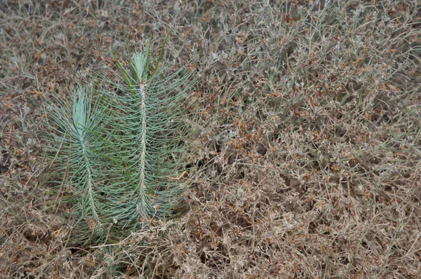 Gemme di pini delle Canarie Pinus canariensis. — Foto Stock