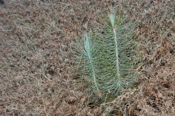 Pupeny borovic Kanárských ostrovů Pinus canariensis. — Stock fotografie