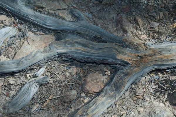 Wurzeln der kanarischen Kiefer Pinus canariensis. — Stockfoto