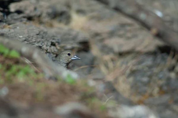 Weibchen Gran Canaria Blauer Buchfink Fringilla polatzeki zeigt nur den Kopf. — Stockfoto
