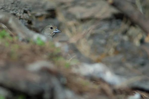 암컷 Gran Canaria blue chaffinch Fringilla polatzeki 오직 머리만이 보인다. — 스톡 사진