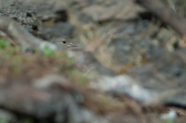 Weibchen Gran Canaria Blauer Buchfink Fringilla polatzeki zeigt nur den Kopf. — Stockfoto