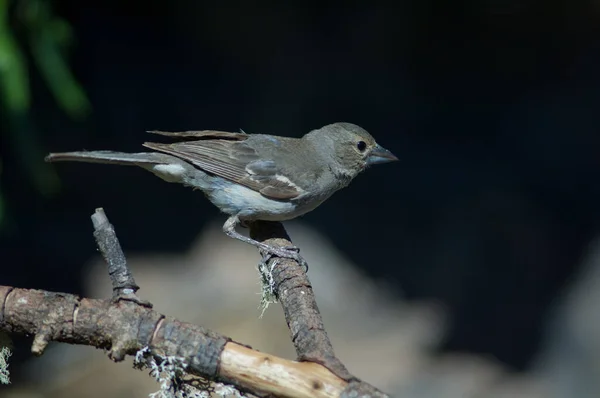 Female Gran Canaria blue chaffinch Fringilla polatzeki. — стокове фото