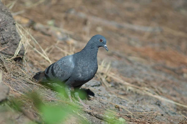 Pomba de rocha Columba livia canariensis, montanha Las Brujas. — Fotografia de Stock