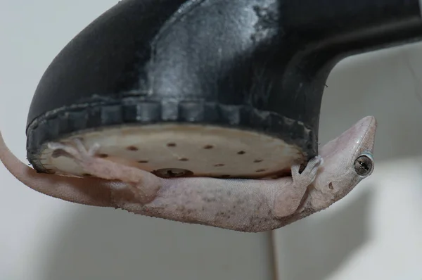 Boettgers pared gecko Tarentola boettgeri en una ducha cabeza. —  Fotos de Stock